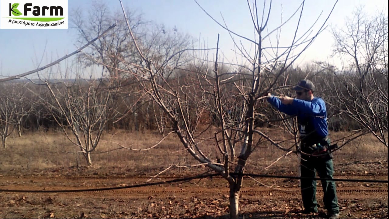 Κλάδεμα κερασιάς - Cherry tree pruning