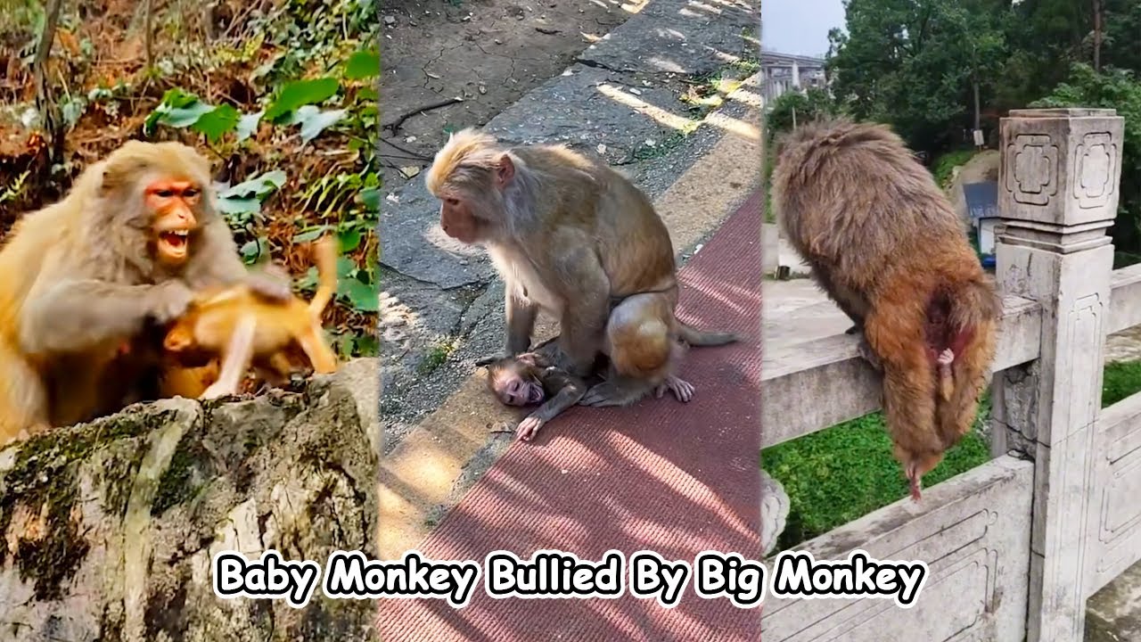 The poor baby monkey didn't have a mother monkey around so he was bullied by the bad monkey