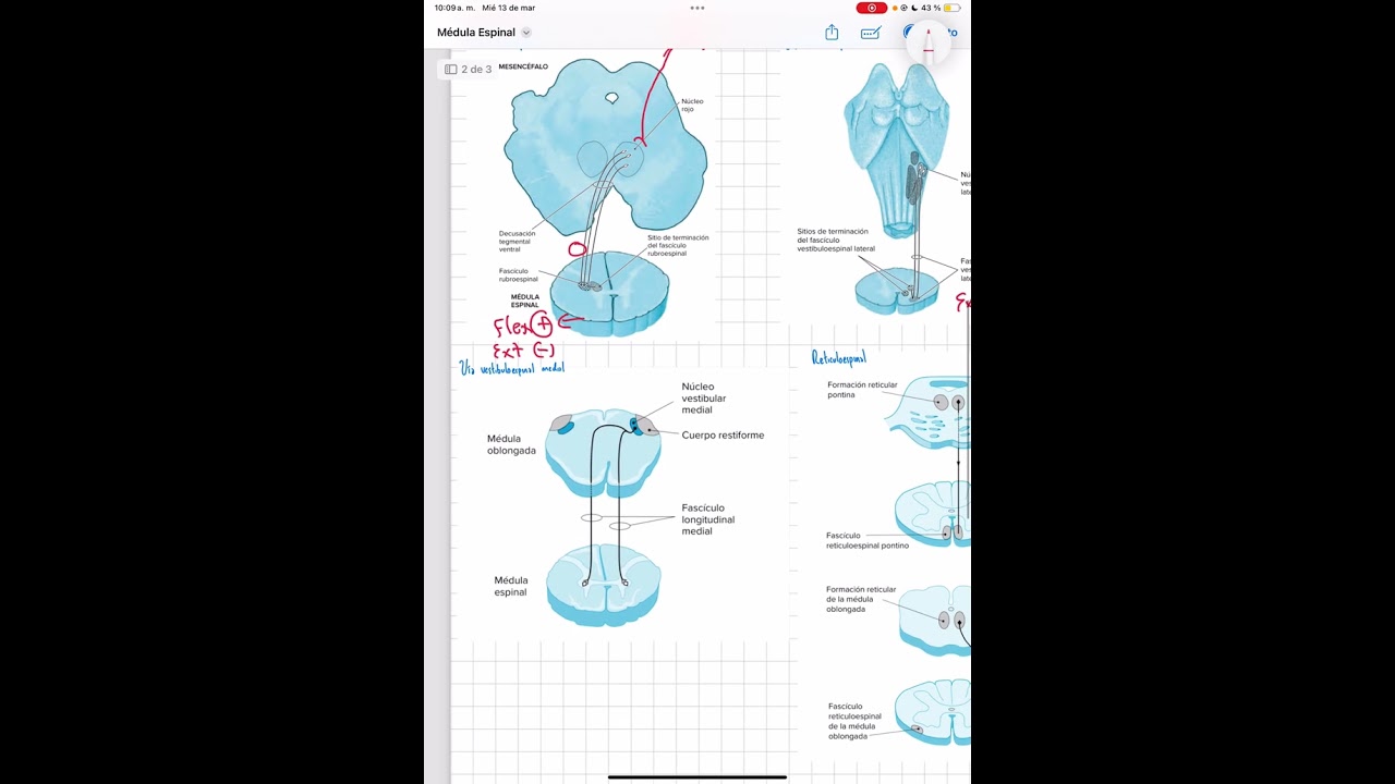 Vías medulares: otros fascículos descedentes (tectoespinal, rubroespinal, vestibuloespina, etc)