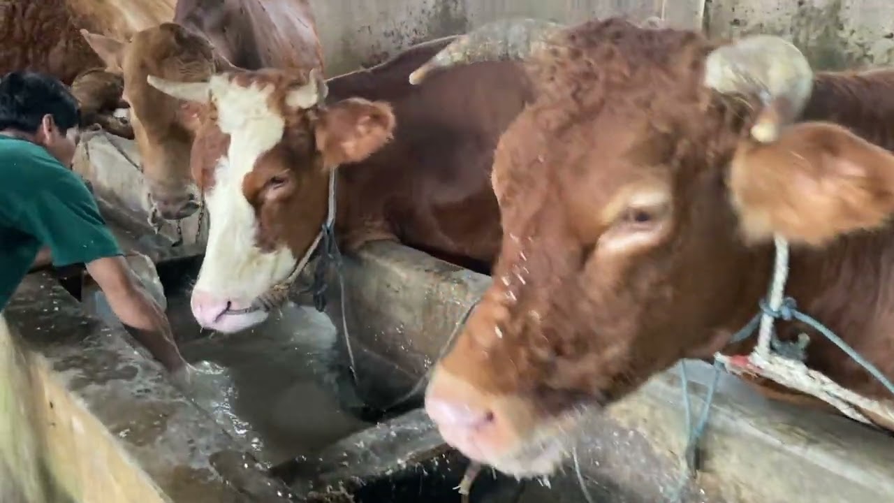 SPILL COMBORAN SEDERHANA DIKANDANG SAYA,MURAH PRAKTIS DAN EKONOMIS..