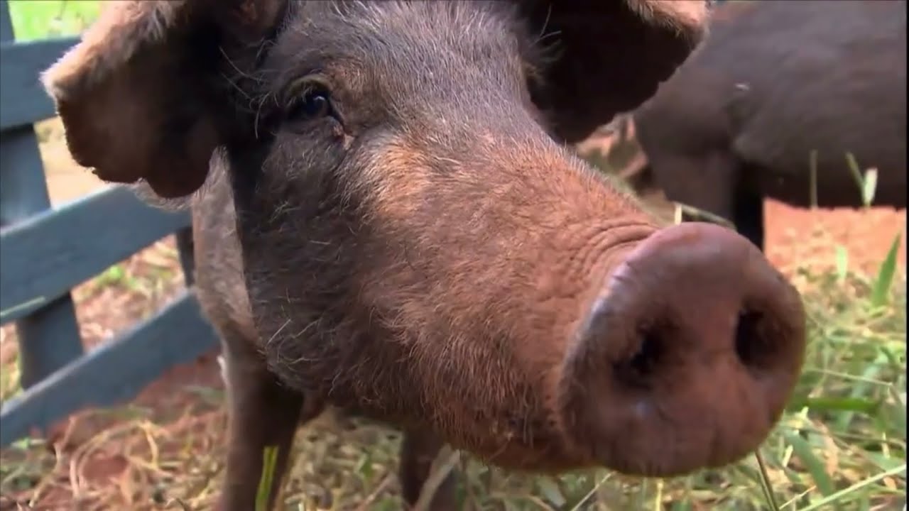 PORCO CANASTRA aliado na PRODUÇÃO de QUEIJO #globoruralcompleto