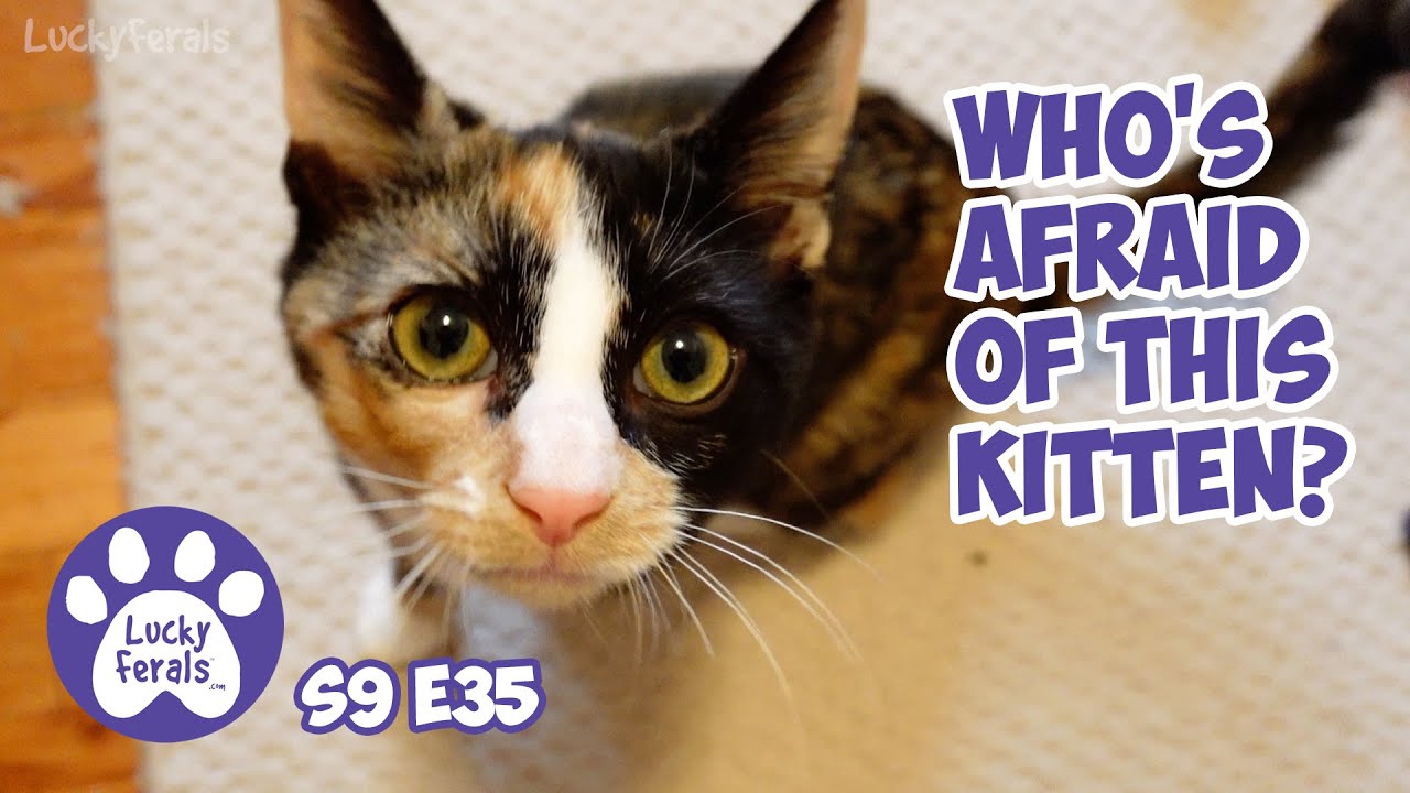 Simba Visited The Kitten, New Bowls and Litter Box - Rescue Kitten - Lucky Ferals Cat Vlog S9 E35