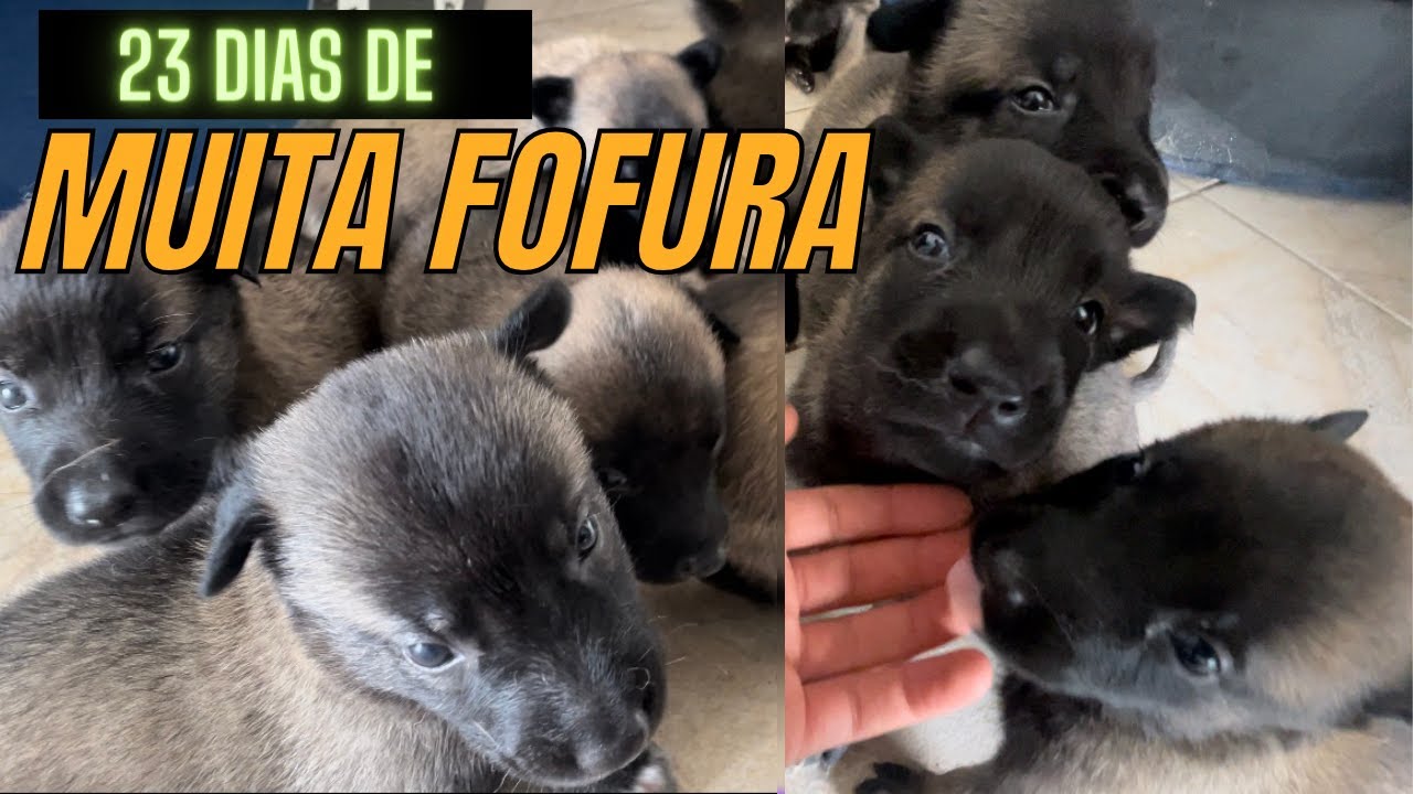 Filhotes de Pastor Belga Malinois com 23 dias!