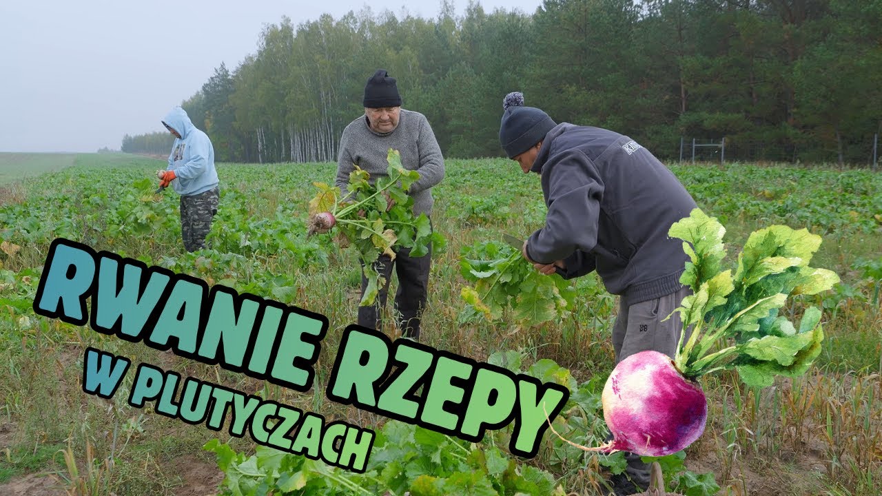 Rwanie rzepy w Plutyczach Czy Andrzej zdążył przed zimą Gienek i Andrzej Rolnicy z Podlasia
