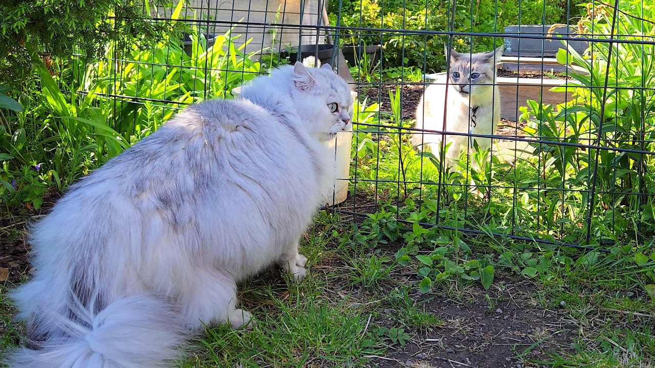 Cat Screaming Contest!