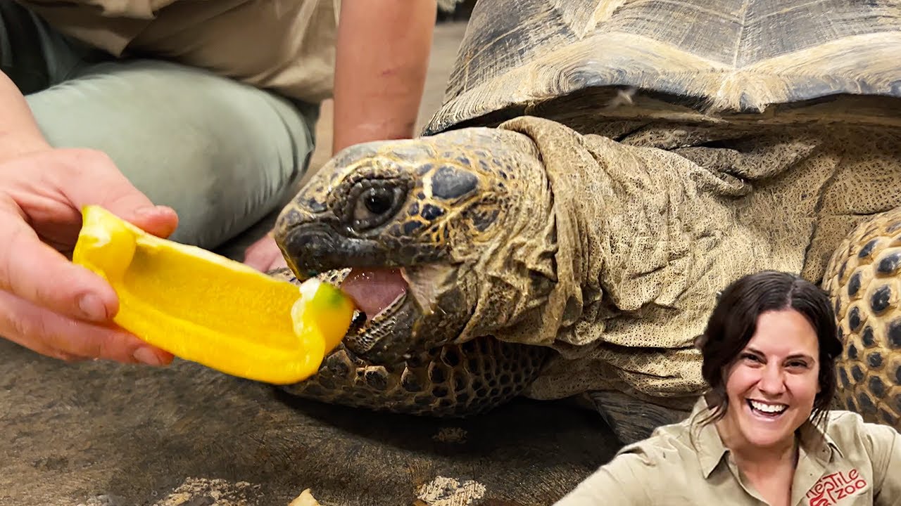 Weird Facts About Aldabra Tortoises🤩
