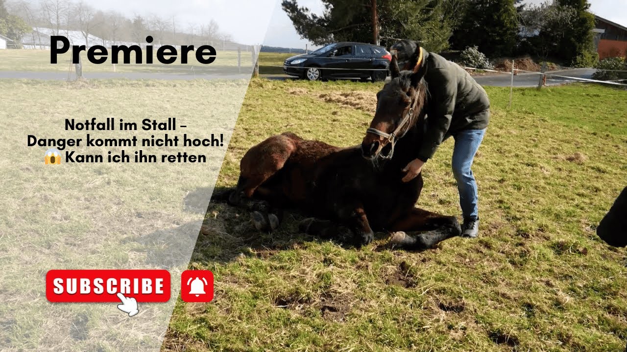Notfall im Stall – Danger kommt nicht hoch! 😱 Kann ich ihn retten