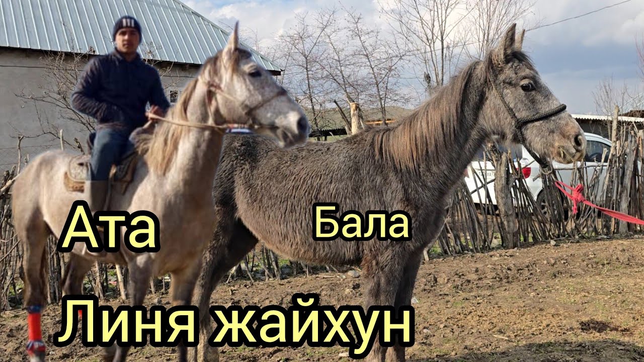 Бүган 28 февраль 2026 жакшы Атын баласы Чыкты сатылат #horse #продажалошадей #rek #horsemanship #атб