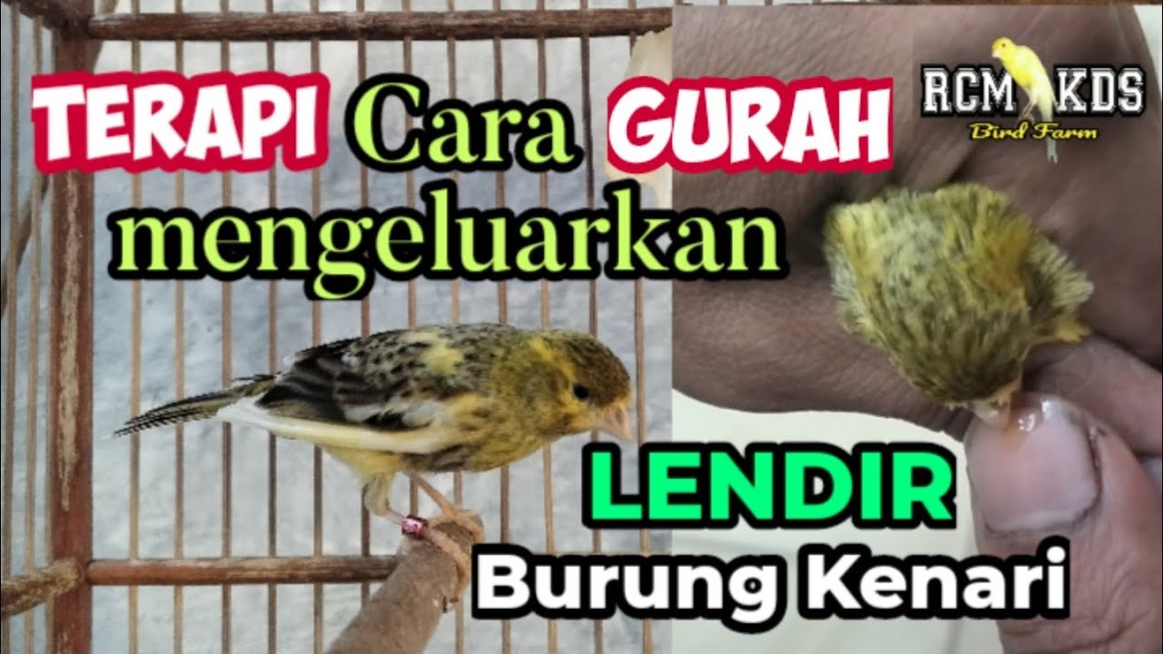 TERAPI / GURAH mengeluarkan LENDIR pada burung kenari. || RCM KDS Bird Farm
