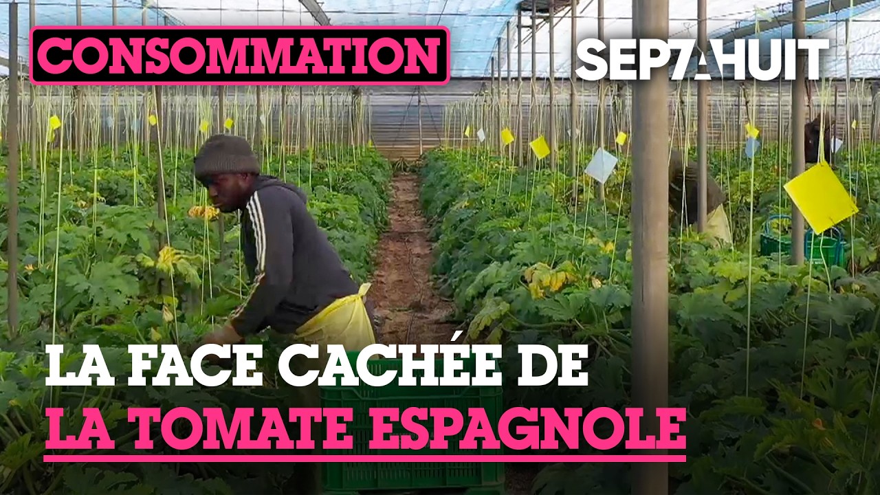 Espagne : des légumes à tout prix | Sept à Huit