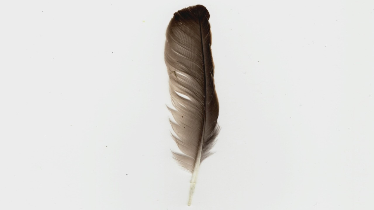 You Tickle My Nose With a Feather (Scenario) [M]