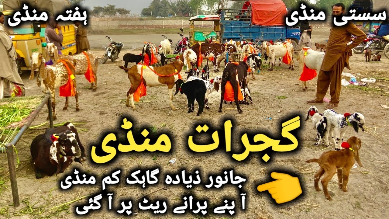 گجرات منڈی دودھ اور بچوں والی سستی ترین اور خوبصورت بکریاں || Today Lastest Update GujratMandi
