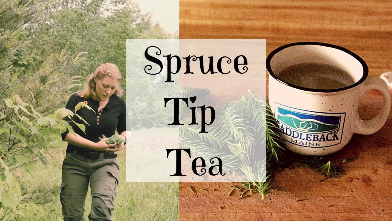 Spruce Tip Tea + Chat