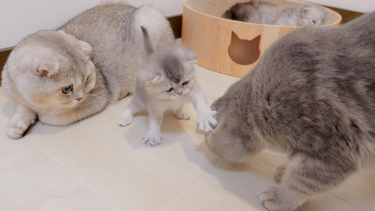 Котёнок, ударивший кошку-маму и убежавший, был таким милым...