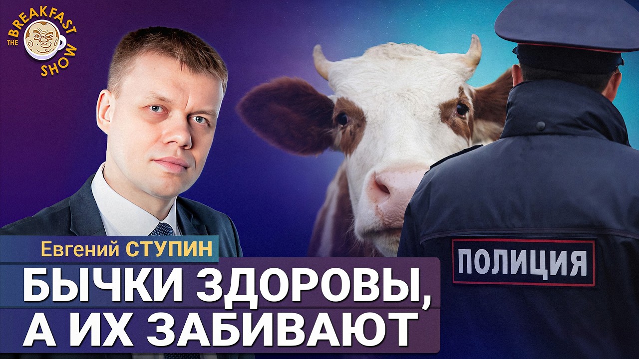 Массовый забой скота: олигархи уничтожают частных фермеров | Евгений Ступин на Breakfast Show