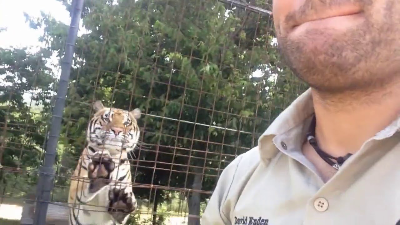 Why you can NEVER turn your back to a big cat    instincts cannot be bred out