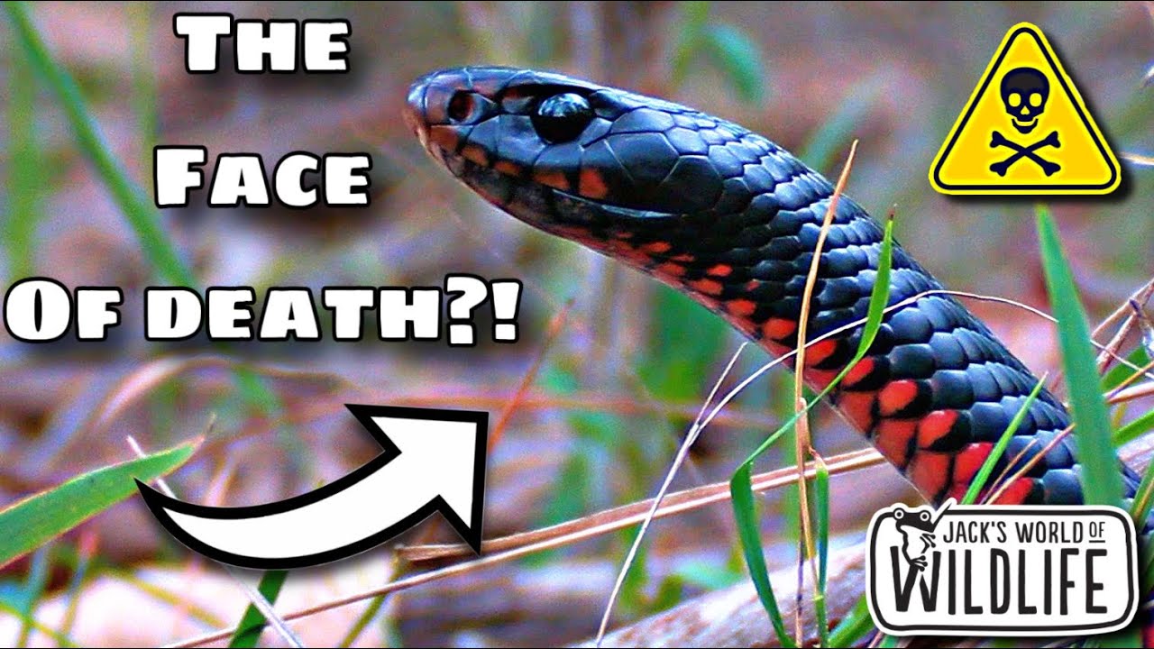 How DEADLY Is The BITE Of The RED BELLY BLACK SNAKE?
