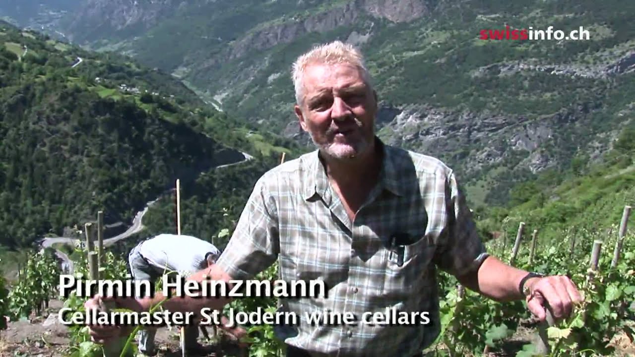 Europe's highest vineyard