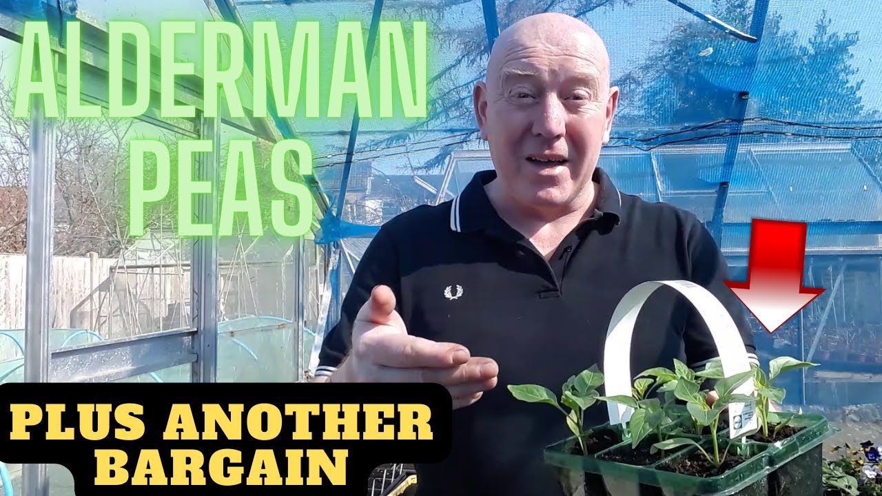 Alderman Peas + Another Bargain [Gardening Allotment uk] [Home Growing Veg & Flowers