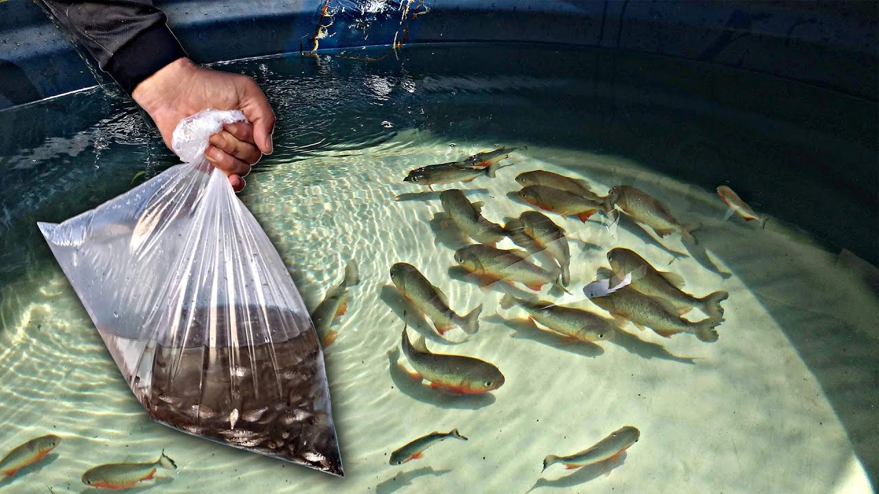 SOLTEI 1000 LAMBARIS NA CAIXA DAS PIRANHAS! #Laguinho.