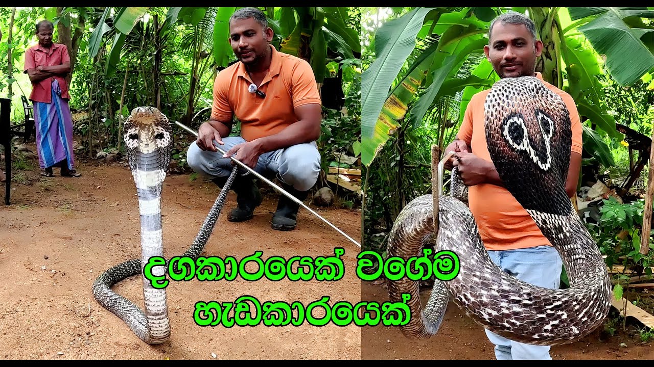 The mischievous and stylish giant cobra