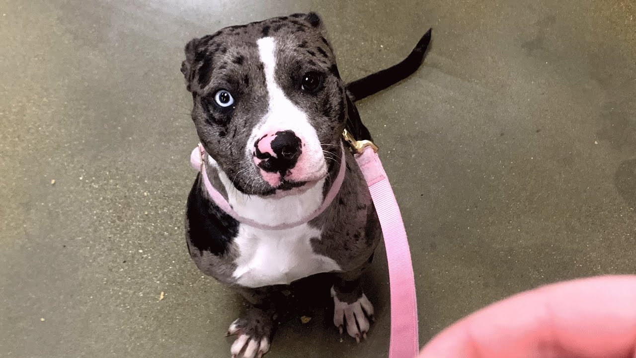 Shy shelter dog turns out to be 'crazy'