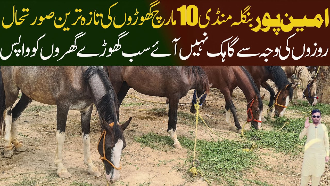 Horse Mandi Aminpur Bangla Horse Price Update- Horse Market Pakistan- Aminpur Horse Mandi Faisalabad