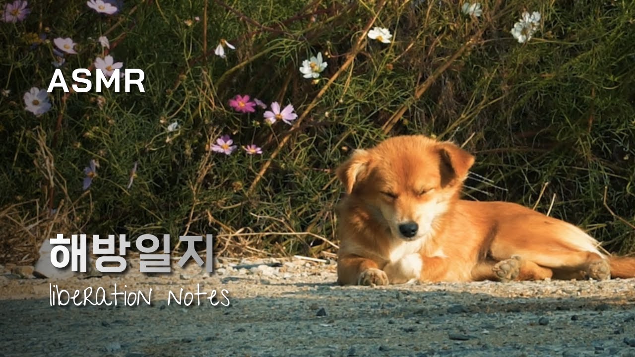 누렁이도 잠이 솔솔 오는 가을의 시골 아침 🍂 시골소리 ASMR