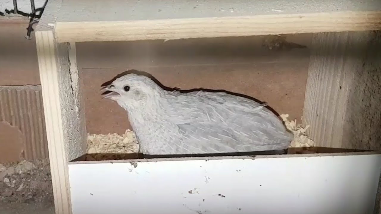 ÇİN BILDIRCINI GURK OLDU :D HAYVANLAR GURK OLMASI İÇİN NELER YAPILIR ?