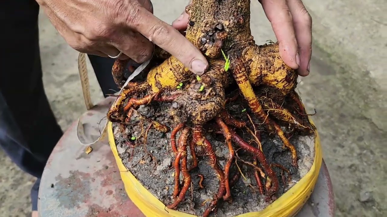 10/3 a Nên  0918818355 v 0328438848 mai phôi bonsai đẹp giá rẻ