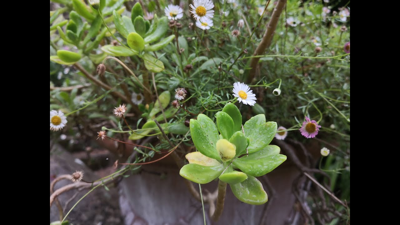 L'été en Bretagne : à la découverte de Plouguiel