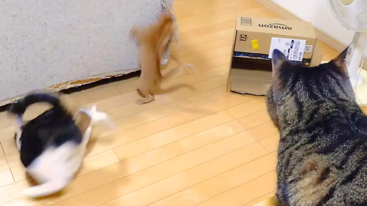 【猫】出たないがねっ！！【子猫】