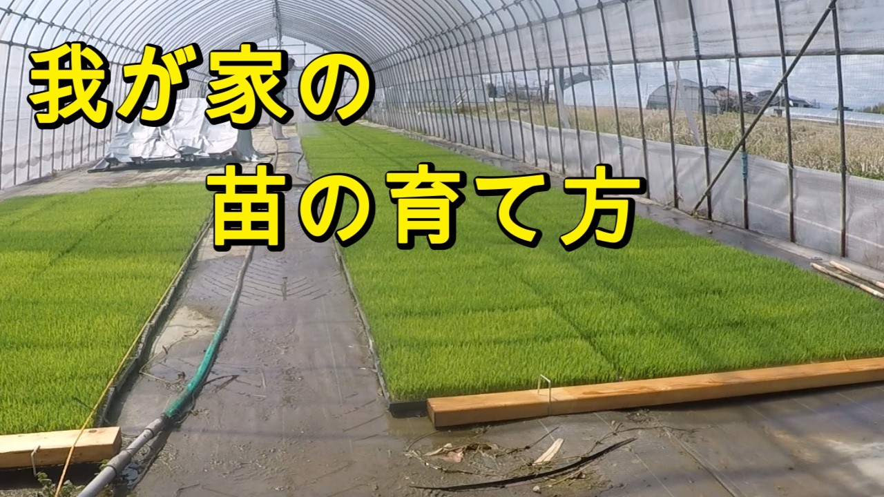 お米の苗育て方。4月5月の役目。