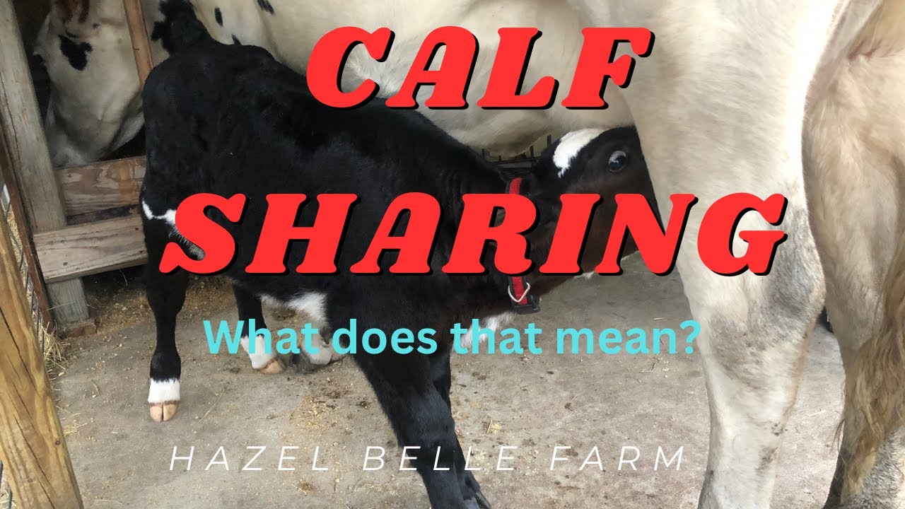 Calf Sharing on the homestead