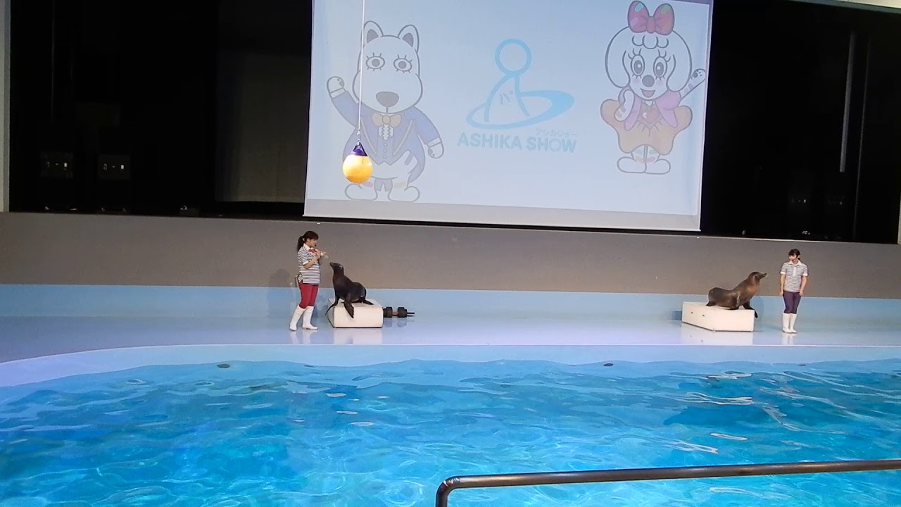 よみうりランドアシカショー