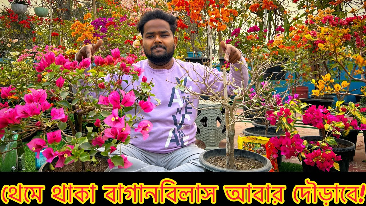 জানুয়ারিতে থেমে থাকা বাগানবিলাস ৭ দিনে জাগিয়ে তুলুন 🌸 | পাতা নেই? ফুল নেই? রইল গোপন যত্ন পদ্ধতি✅