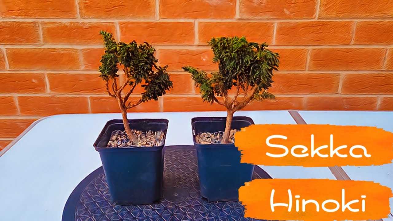 Sekka Hinoki Bonsai information and repot