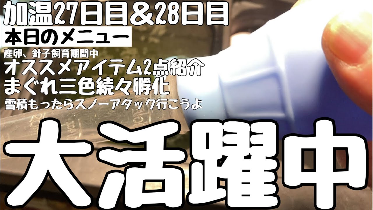 【選外坂出三色】このスポイトめっちゃ良いです