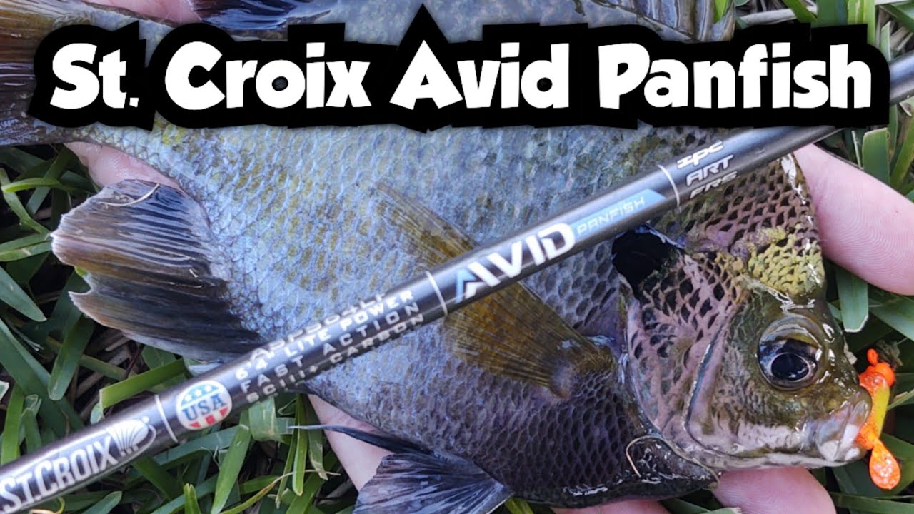 Catching Bluegill Sunfish on the St. Croix Avid Panfish Series Rod
