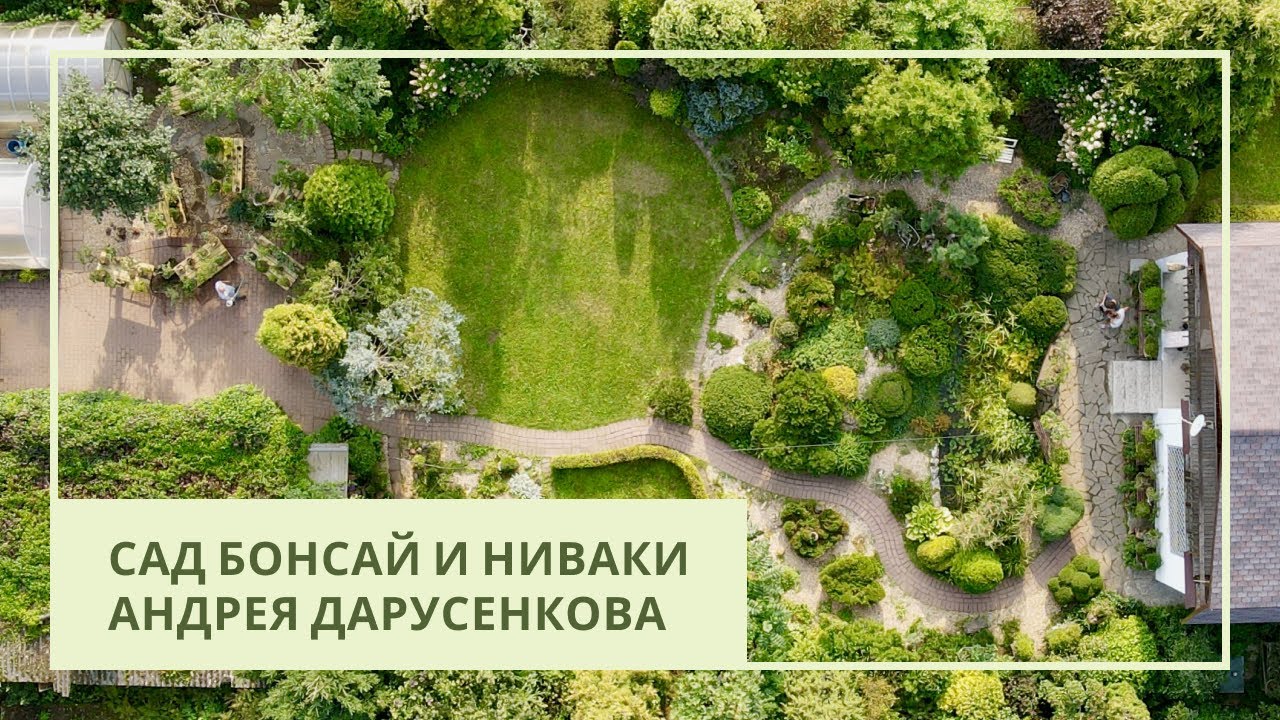 Сад бонсай и ниваки Андрея Дарусенкова