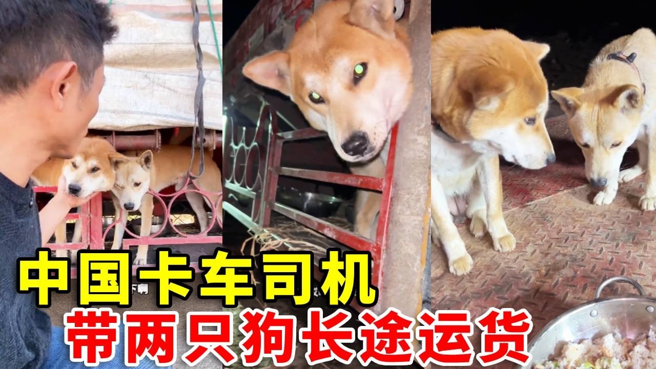 中国重卡司机，一人带两只狗长途运货的一天#automobile #老友狗狗 #pets #黃狗 #funny #doglife #cute