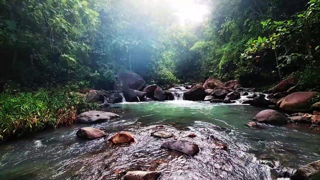Calming River Stream with Birdsong ASMR: Relaxing Nature White Noise for Rest Meditation & Focus