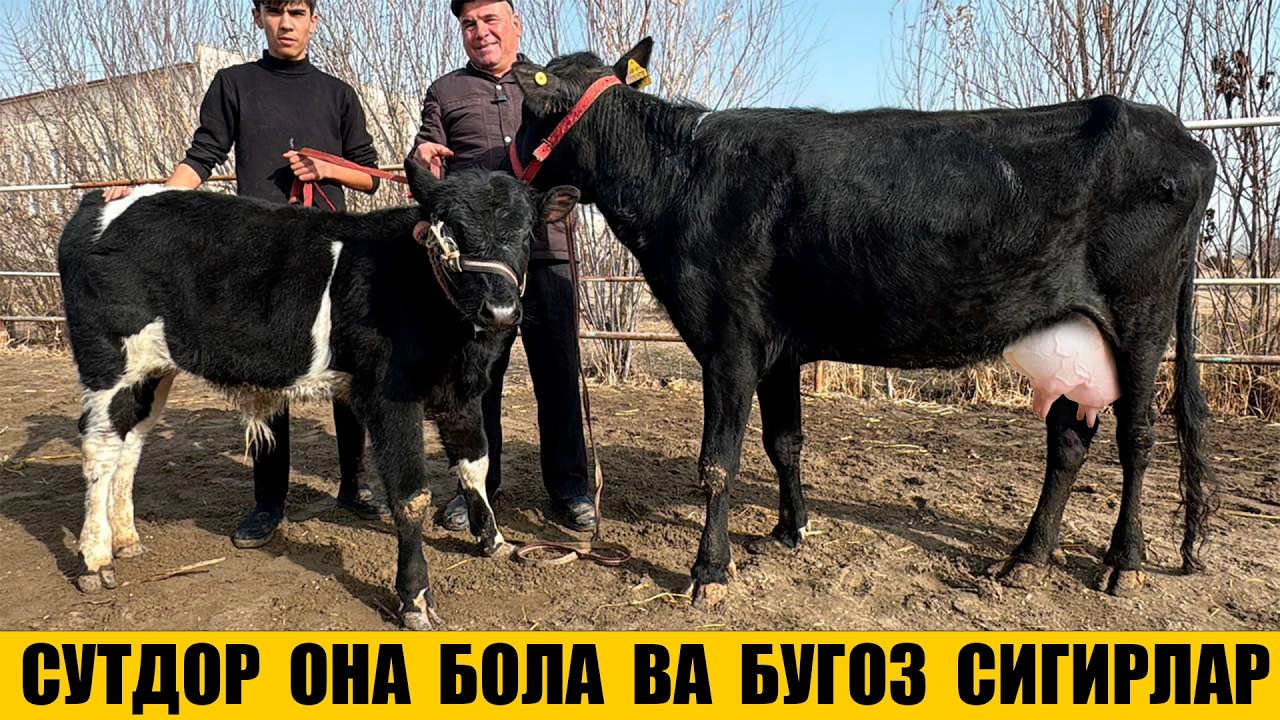СУТДОР ОНА БОЛА ВА БУГОЗ СИГИРЛАР ЗУЗИБОЙ ОГА 20-02-2026