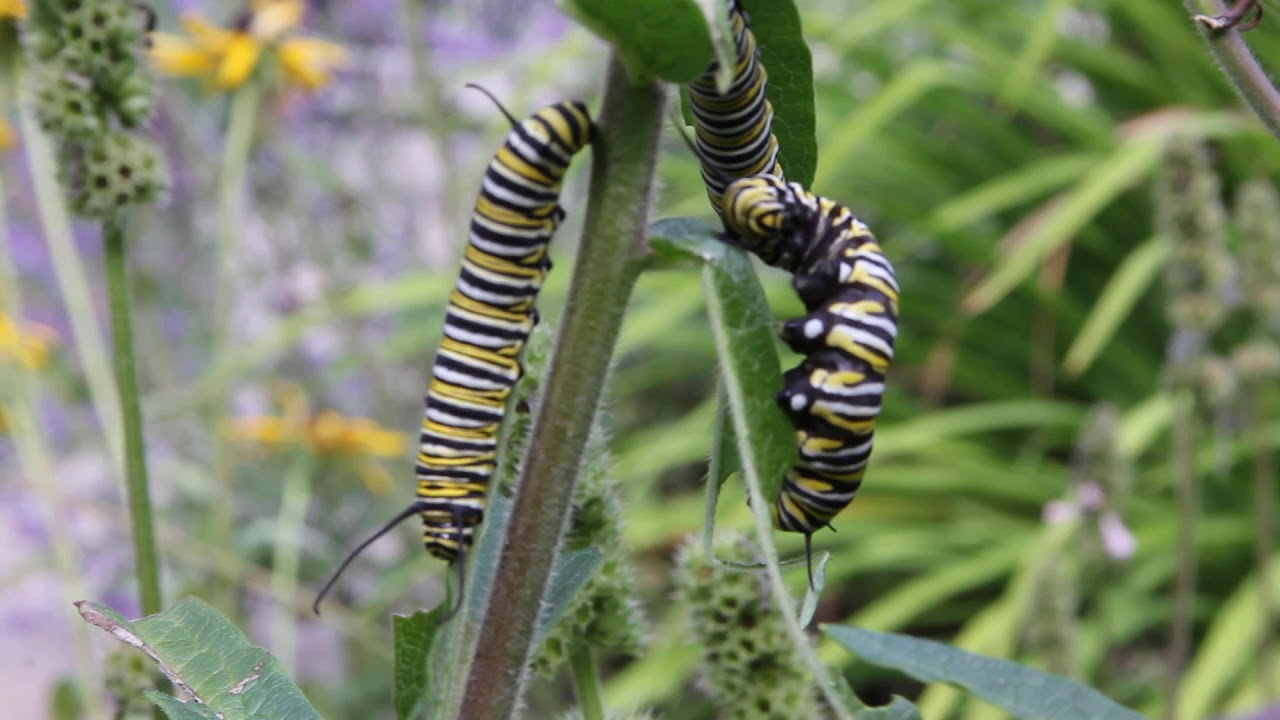 Monarch Caterpillars eating Butterfly Weed Plant
