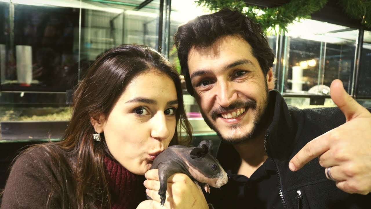 COMO MANTER UM PORQUINHO DA ÍNDIA (SEM PÊLO !!!)