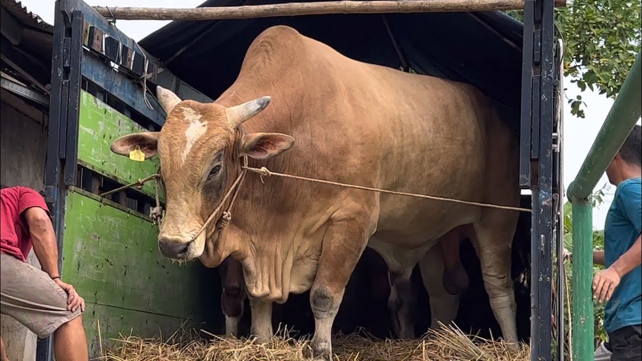 SAPI RAKSASA JUARA KONTES TIBA DI KP, mirip wariso setia farm?🔥