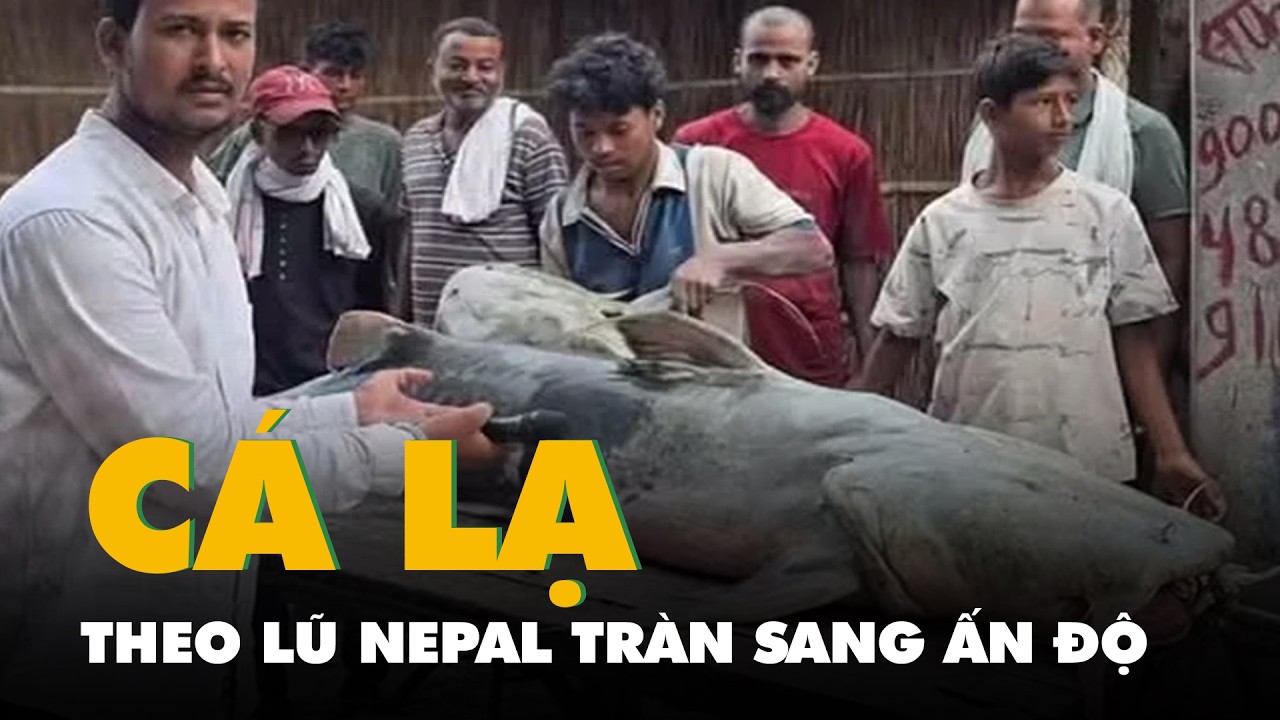 C&aacute; lạ khổng lồ 45kg theo lũ Nepal tr&agrave;n sang Ấn Độ