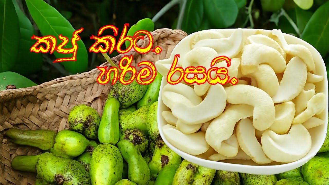 කජුමාලුව. | කිරිකජු කිරට රසට උයන්නේ මෙහෙමයි.|Sri Lankan Cashew Nut Curry.| Village Style Cooking.