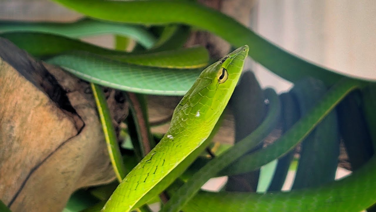 Butterfly garden but has Snakes, Alpaca and Kangaroo ??