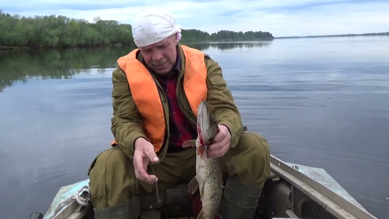 Трофейный жерех на  первой рыбалке в новом сезоне.